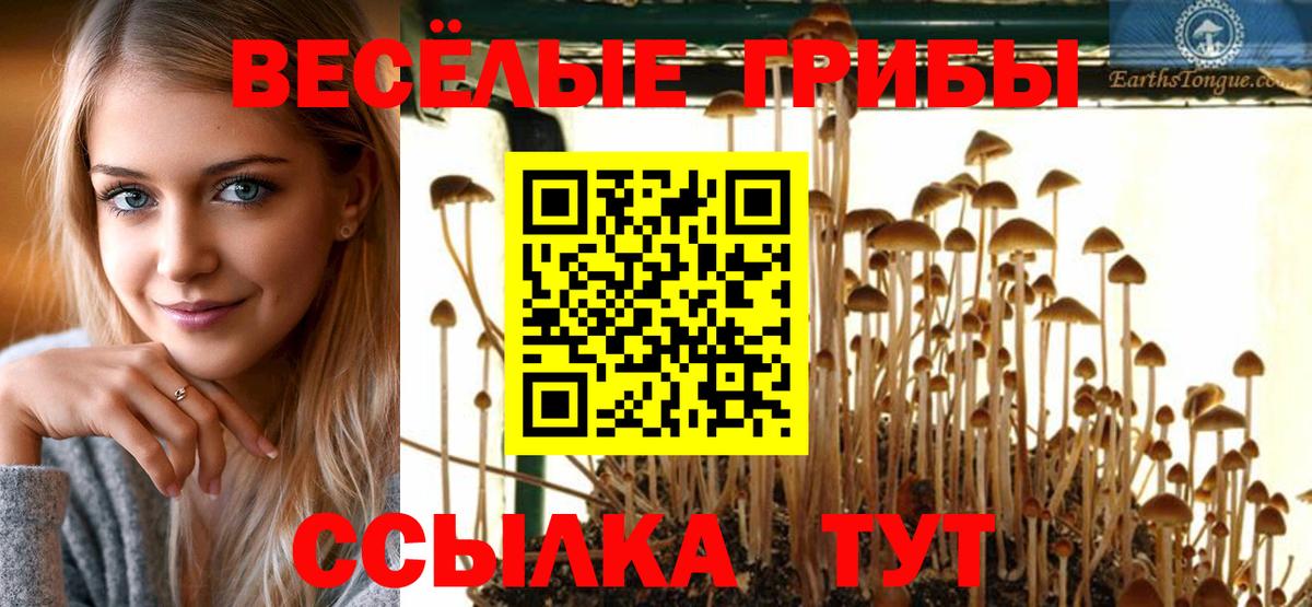 Галлюциногенные грибы Psilocybine cubensis Малгобек